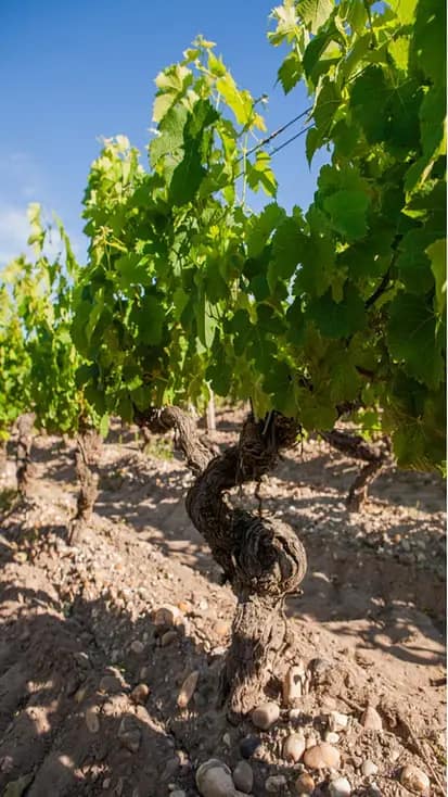 Vigne-Grande-rotated