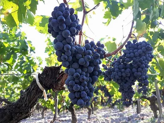 Moulin-Rouge-6-Grande