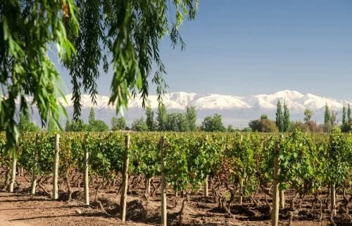 btn_creacion (Pequeño) (Personalizado)